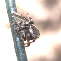 Salticidae (family) at Aranda, ACT - 13 Dec 2019