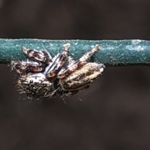 Salticidae (family) at Aranda, ACT - 13 Dec 2019 12:17 PM