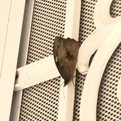 Heteronympha merope (Common Brown Butterfly) at Aranda, ACT - 13 Dec 2019 by Jubeyjubes