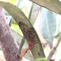 Tephritidae sp. (family) (Unidentified Fruit or Seed fly) at Aranda, ACT - 13 Dec 2019 by Jubeyjubes