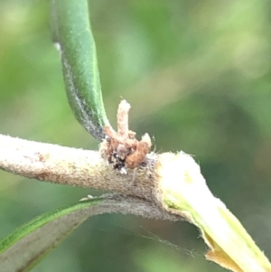 Chrysopidae (family) at Aranda, ACT - 13 Dec 2019