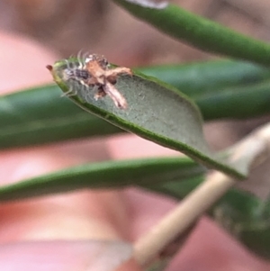 Chrysopidae (family) at Aranda, ACT - 13 Dec 2019