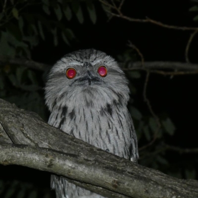 Podargus strigoides (Tawny Frogmouth) at Hughes, ACT - 13 Dec 2019 by Ct1000