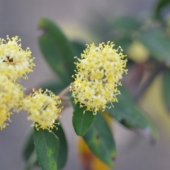 Pomaderris intermedia (Golden Pomaderris) at Wamboin, NSW - 3 Oct 2019 by natureguy