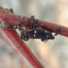 Eurymela fenestrata (Gum tree leafhopper) at Dunlop, ACT - 8 Dec 2019 by CathB