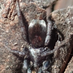 Gnaphosidae or Trochanteriidae (families) (Flat spider) at Mount Painter - 11 Dec 2019 by CathB