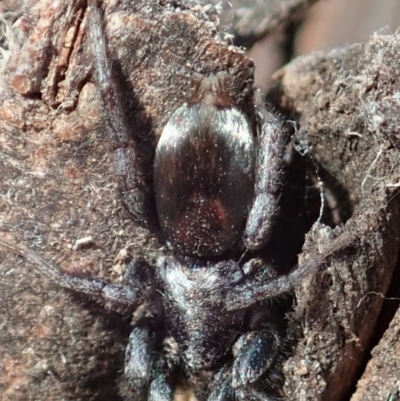 Gnaphosidae or Trochanteriidae (families) (Flat spider) at Mount Painter - 11 Dec 2019 by CathB