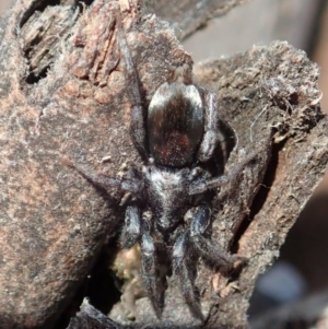 Gnaphosidae or Trochanteriidae (families) at Cook, ACT - 11 Dec 2019 04:38 PM