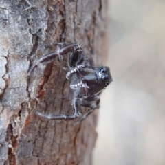 Sandalodes scopifer at Dunlop, ACT - 11 Dec 2019 04:53 PM