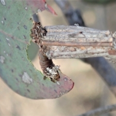 Clania lewinii (Lewin's case moth) at Aranda Bushland - 11 Dec 2019 by CathB