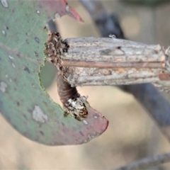 Clania lewinii & similar Casemoths (Parallel stick Case Moths) at Dunlop, ACT - 11 Dec 2019 by CathB