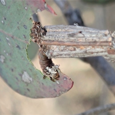 Clania lewinii & similar Casemoths (Parallel stick Case Moths) at Dunlop, ACT - 11 Dec 2019 by CathB