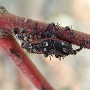 Iridomyrmex rufoniger at Dunlop, ACT - 8 Dec 2019 05:46 PM