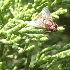 Tachinidae (family) (Unidentified Bristle fly) at Aranda, ACT - 13 Dec 2019 by Jubeyjubes