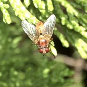 Tachinidae (family) at Aranda, ACT - 13 Dec 2019