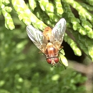 Tachinidae (family) at Aranda, ACT - 13 Dec 2019