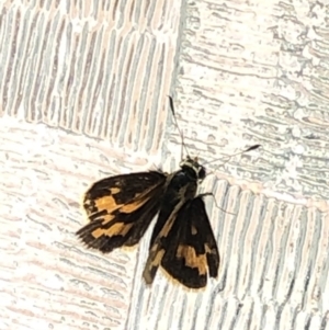 Ocybadistes walkeri at Aranda, ACT - 13 Dec 2019