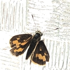 Ocybadistes walkeri at Aranda, ACT - 13 Dec 2019