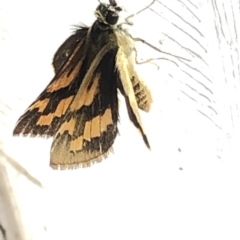 Ocybadistes walkeri at Aranda, ACT - 13 Dec 2019