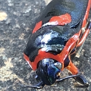 Scutiphora pedicellata at Aranda, ACT - 13 Dec 2019