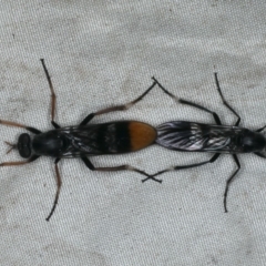 Ectinorhynchus superbus (A Stiletto Fly) at Rosedale, NSW - 15 Nov 2019 by jb2602