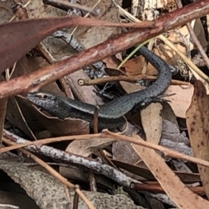 Lampropholis delicata at Aranda, ACT - 13 Dec 2019