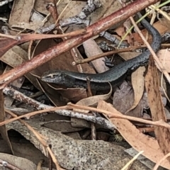 Lampropholis delicata at Aranda, ACT - 13 Dec 2019