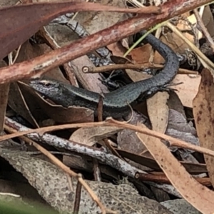 Lampropholis delicata at Aranda, ACT - 13 Dec 2019