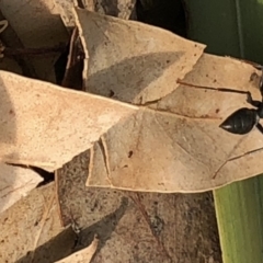 Myrmecia sp. (genus) (Bull ant or Jack Jumper) at Aranda, ACT - 13 Dec 2019 by Jubeyjubes