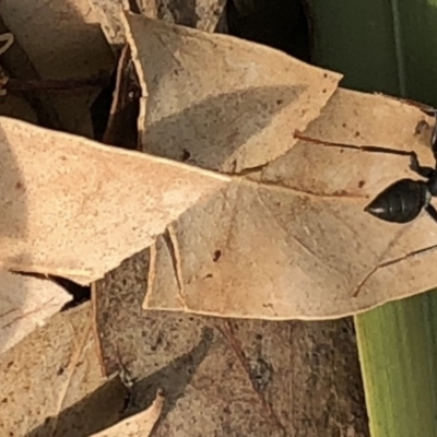 Myrmecia sp. (genus) (Bull ant or Jack Jumper) at Aranda, ACT - 13 Dec 2019 by Jubeyjubes