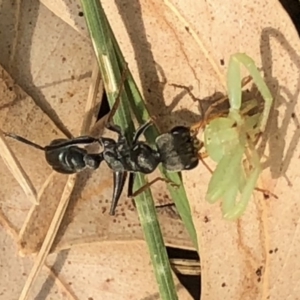 Myrmecia sp. (genus) at Aranda, ACT - 13 Dec 2019 04:56 PM