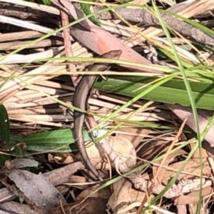 Lampropholis delicata at Aranda, ACT - 13 Dec 2019