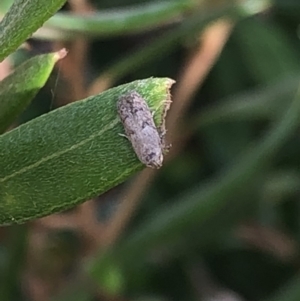 Blastobasis (genus) at Aranda, ACT - 13 Dec 2019