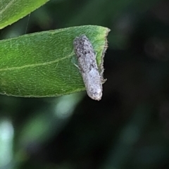 Blastobasis (genus) at Aranda, ACT - 13 Dec 2019 05:20 PM