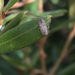 Blastobasis (genus) at Aranda, ACT - 13 Dec 2019 05:20 PM