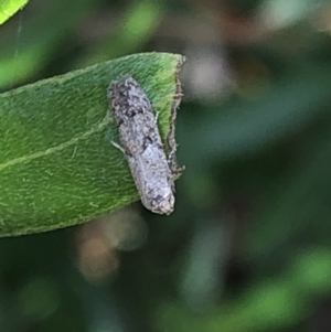 Blastobasis (genus) at Aranda, ACT - 13 Dec 2019 05:20 PM