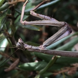 Archimantis sp. (genus) at Aranda, ACT - 13 Dec 2019