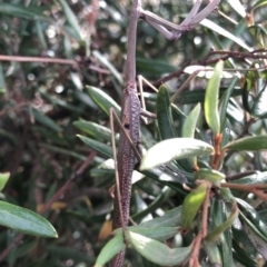 Archimantis sp. (genus) at Aranda, ACT - 13 Dec 2019 05:24 PM