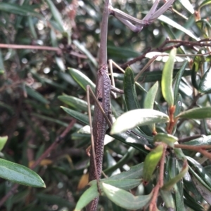 Archimantis sp. (genus) at Aranda, ACT - 13 Dec 2019 05:24 PM