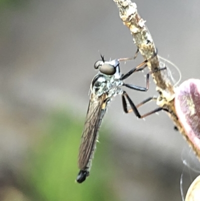 Cerdistus sp. (genus) (Yellow Slender Robber Fly) at Aranda, ACT - 13 Dec 2019 by Jubeyjubes