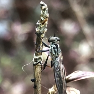 Cerdistus sp. (genus) at Aranda, ACT - 13 Dec 2019 05:33 PM