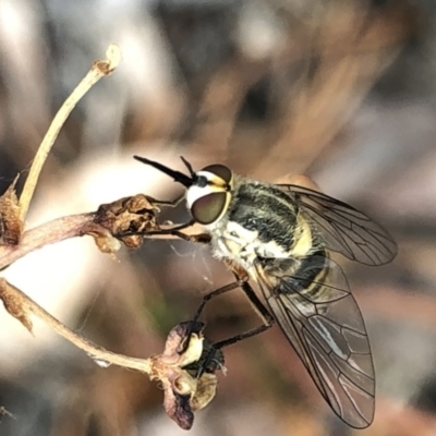 Australiphthiria hilaris (Slender Bee Fly) at Aranda, ACT - 13 Dec 2019 by Jubeyjubes