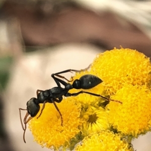 Myrmecia sp., pilosula-group at Aranda, ACT - 13 Dec 2019