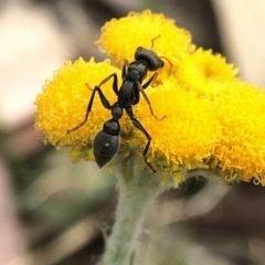 Myrmecia sp., pilosula-group at Aranda, ACT - 13 Dec 2019 05:39 PM