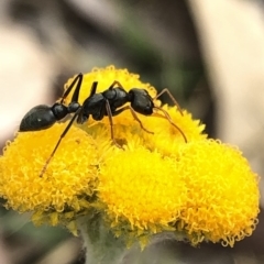 Myrmecia sp., pilosula-group at Aranda, ACT - 13 Dec 2019 05:39 PM