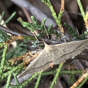 Epidesmia hypenaria at Aranda, ACT - 13 Dec 2019