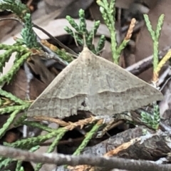 Epidesmia hypenaria at Aranda, ACT - 13 Dec 2019