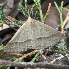 Epidesmia hypenaria at Aranda, ACT - 13 Dec 2019