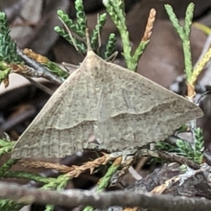 Epidesmia hypenaria at Aranda, ACT - 13 Dec 2019 05:51 PM