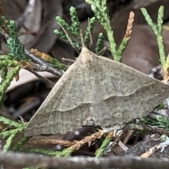 Epidesmia hypenaria at Aranda, ACT - 13 Dec 2019